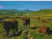 Vaches en estive